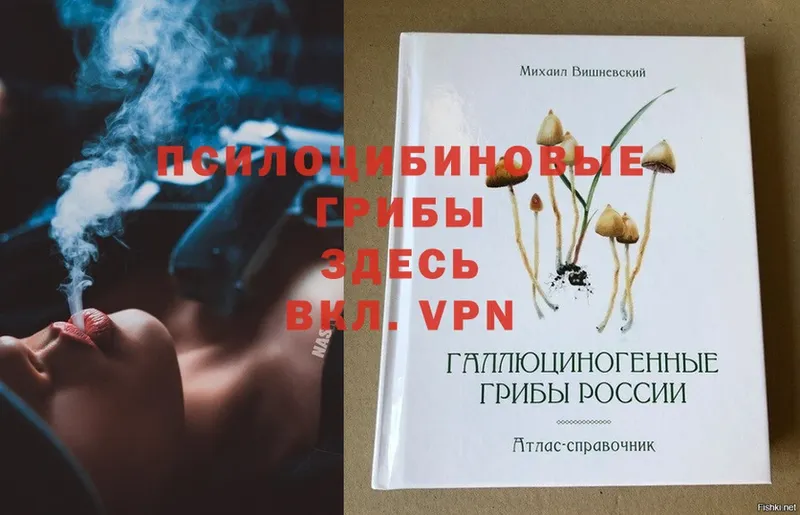 где можно купить   Железногорск-Илимский  Галлюциногенные грибы Psilocybe 